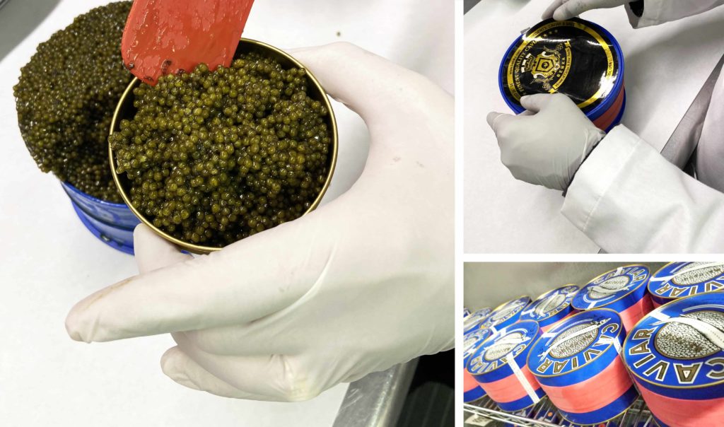 Caviar harvesting