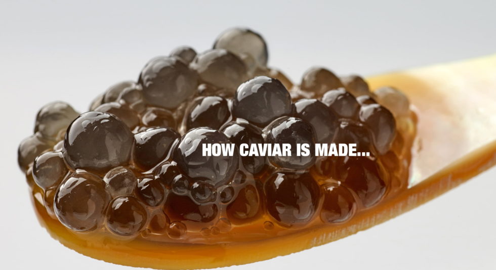 How caviar is made everything you need to know 