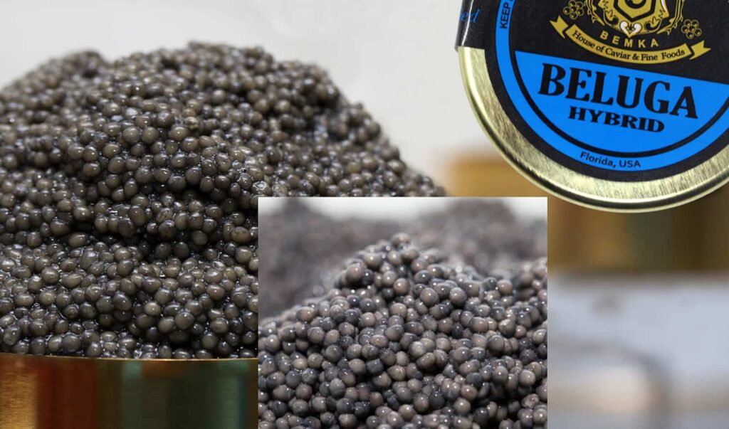 Why is Beluga caviar banned in the US?