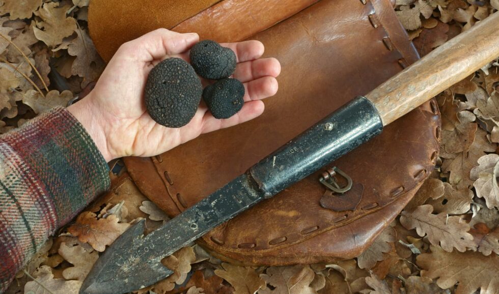 A-Beginners-Guide-to-Black-Truffles_1-980x578.jpg