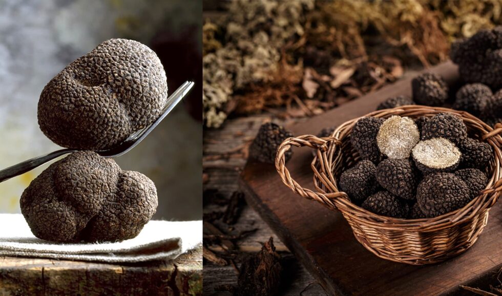 All-about-Burgundy-Truffles-Fresh-truffles-to-buy-_2-980x578.jpg